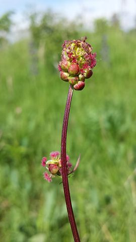 Sanguisorba minor